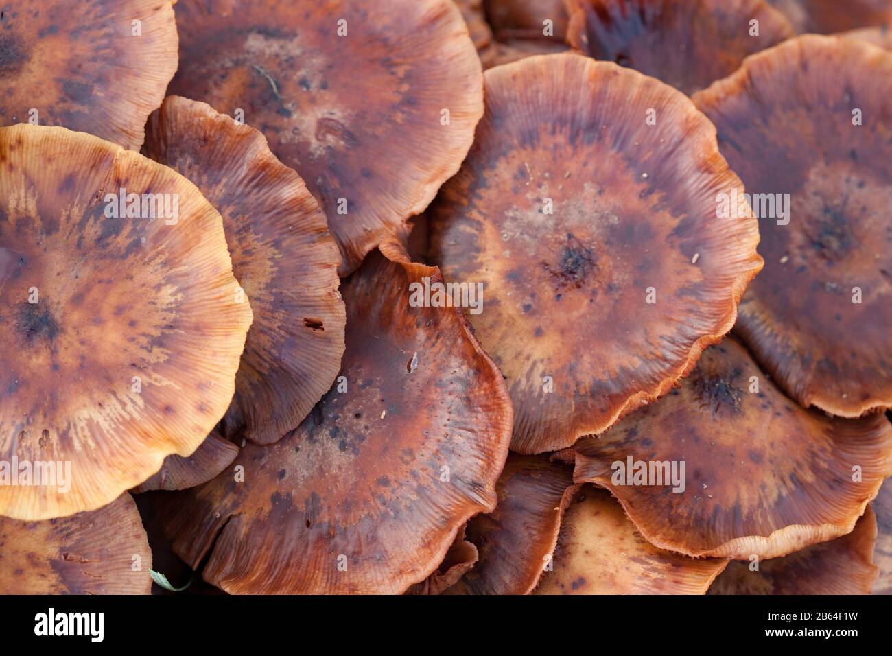 Funghi selvatici che crescono sul pavimento della foresta Foto Stock