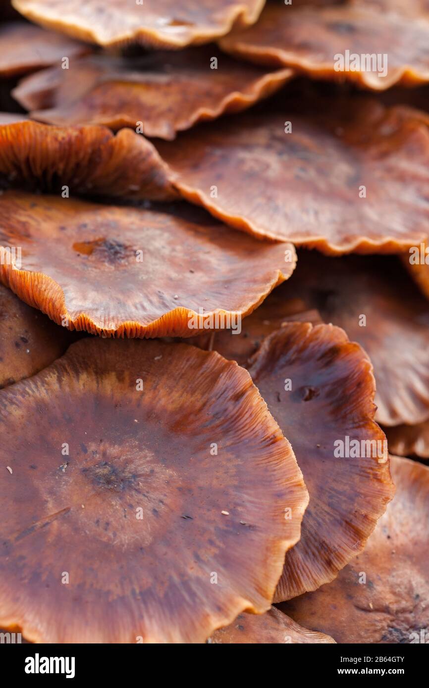 Funghi selvatici che crescono sul pavimento della foresta Foto Stock