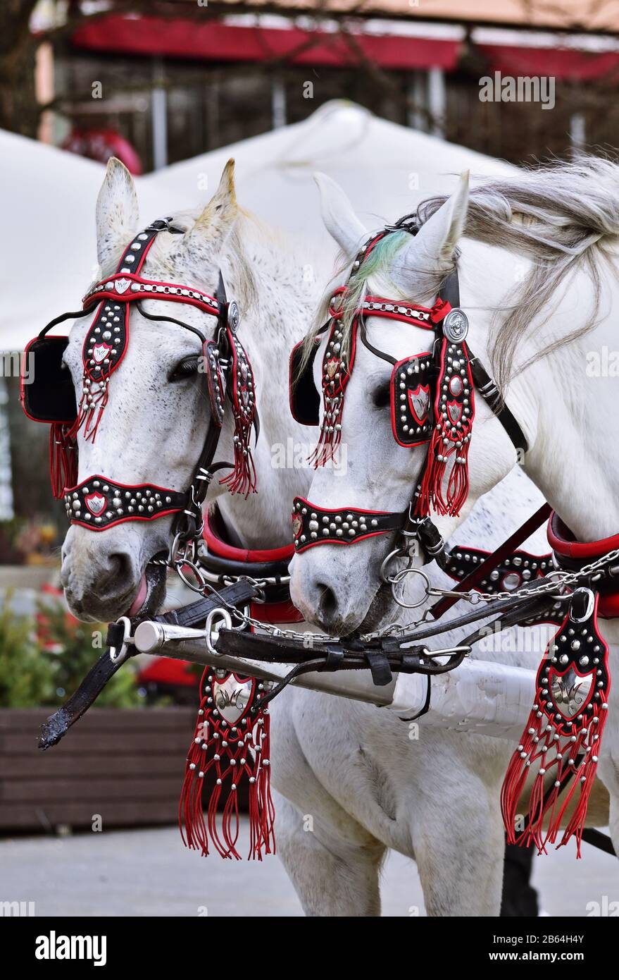 Cavalli Fiacre a Cracovia Foto Stock