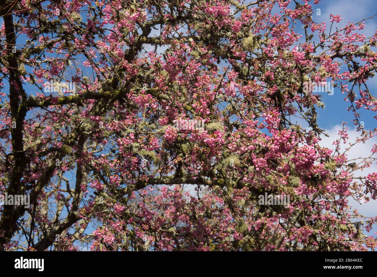 Winter Pink Blossom of an ornamental Cherry Tree (Prunus 'Kursar') in un Country Cottage Garden in Rural Devon, Inghilterra, Regno Unito Foto Stock