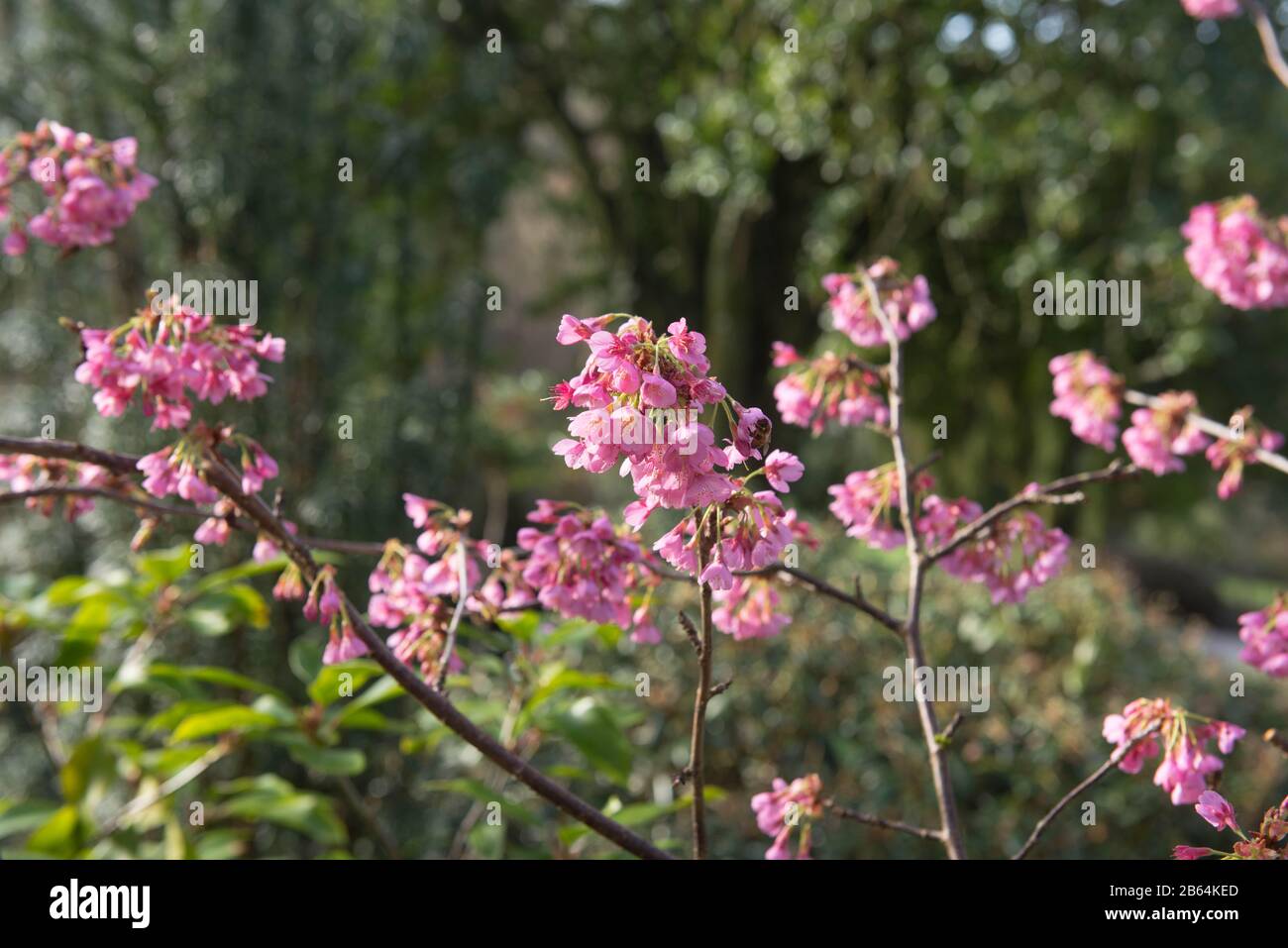 Winter Pink Blossom of an ornamental Cherry Tree (Prunus 'Kursar') in un Country Cottage Garden in Rural Devon, Inghilterra, Regno Unito Foto Stock