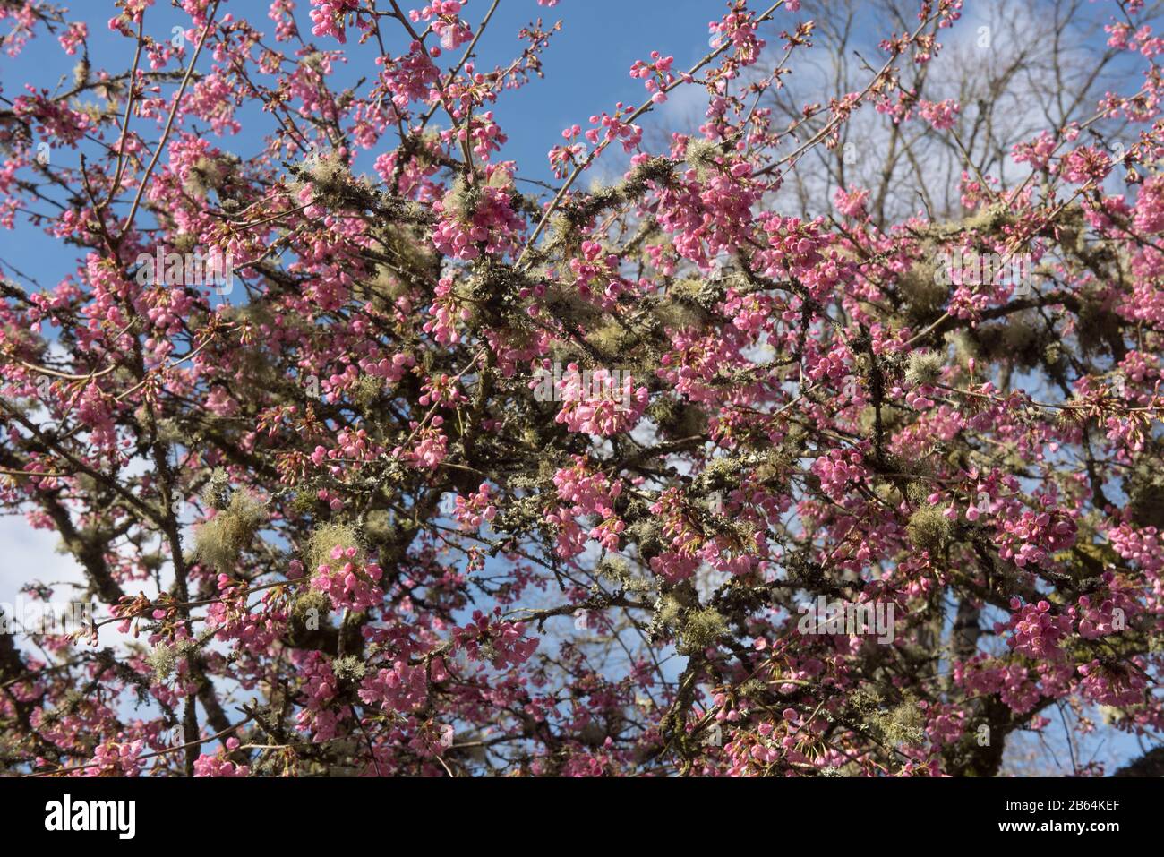 Winter Pink Blossom of an ornamental Cherry Tree (Prunus 'Kursar') in un Country Cottage Garden in Rural Devon, Inghilterra, Regno Unito Foto Stock