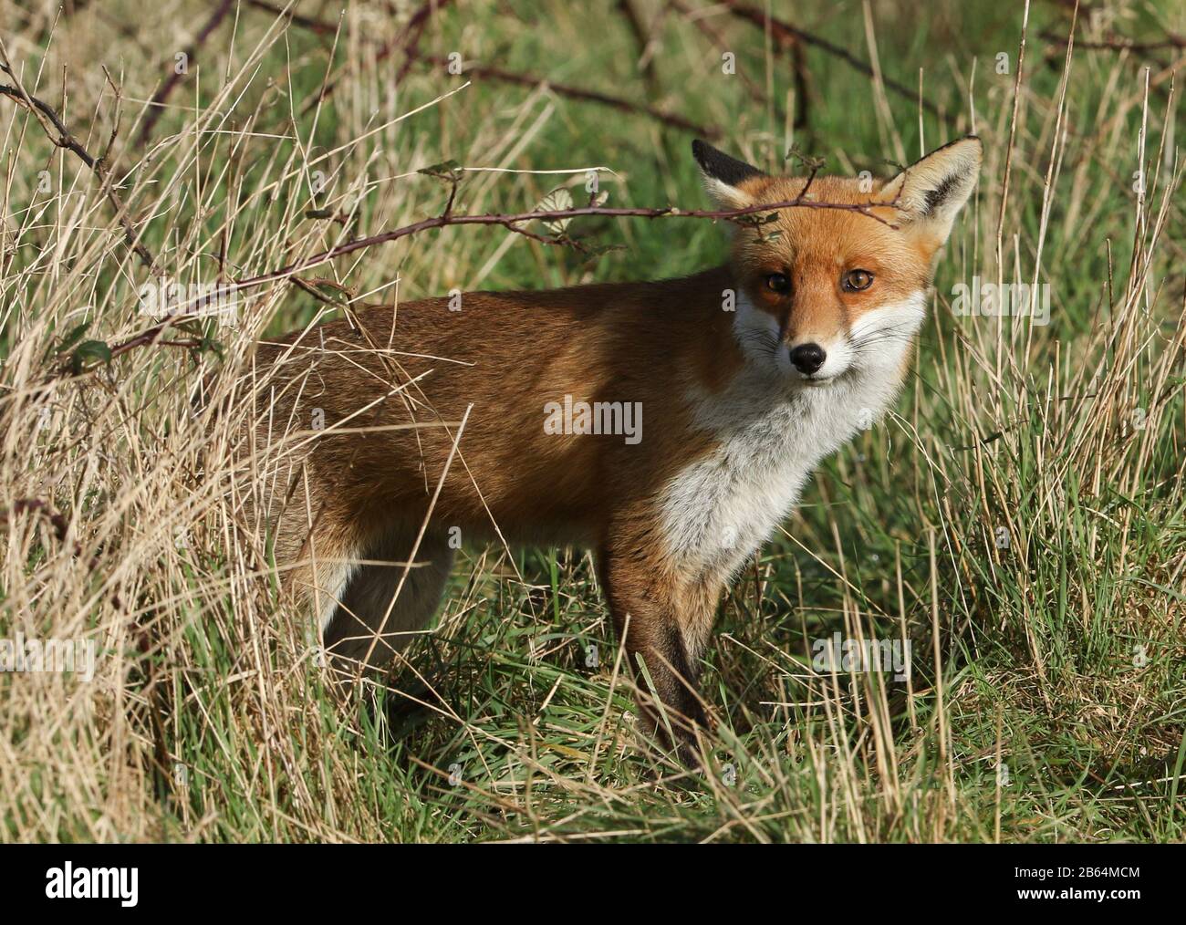 Una splendida volpe rossa selvaggia, Vulpes vulpes, caccia per il cibo in un prato. Foto Stock