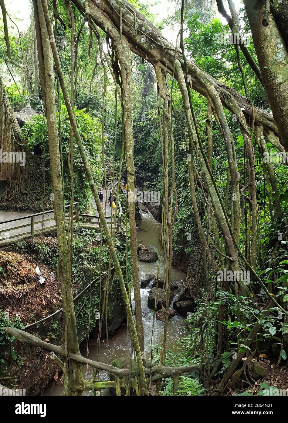 Sacro Santuario della Foresta delle Scimmie, Ubud, Bali, Indonesia Foto Stock