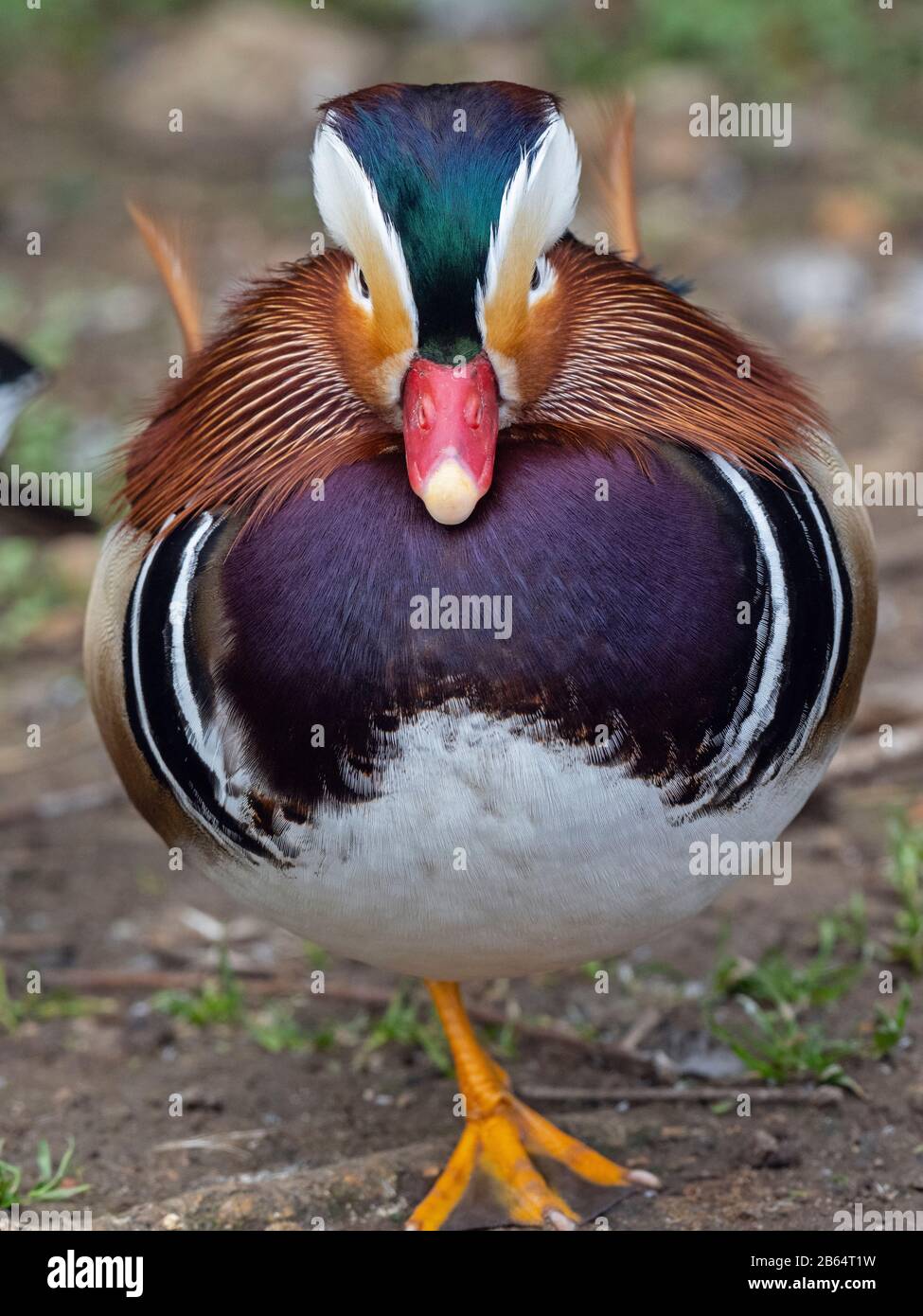 Ritratto di un Mandarin Duck Axi spugna maschio Foto Stock