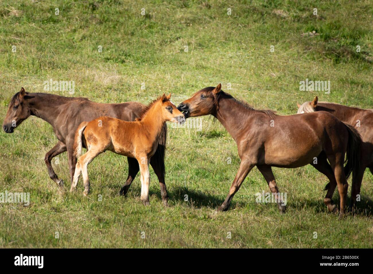 Kaimanawa cavalli selvatici mare e foal in piedi con la famiglia Foto Stock