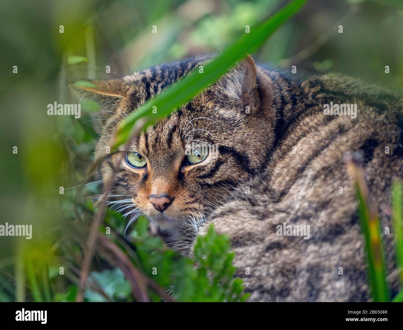 Gatto selvatico europeo Felis silvestris silvestris (prigioniero) Foto Stock