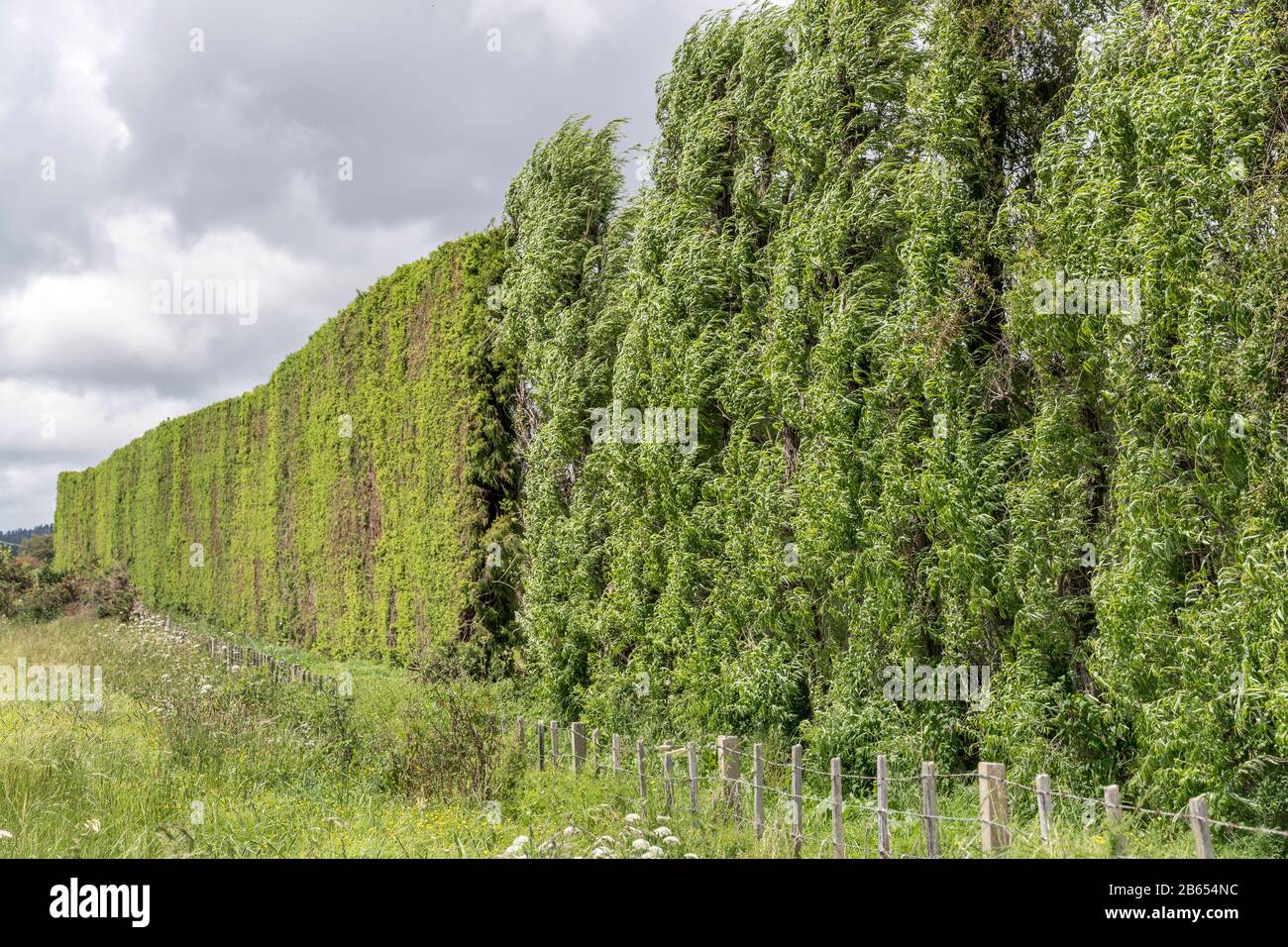 Alto bordo verde del riparo del vento, sparato in luce di tarda primavera brillante vicino Wakamarama, Baia Di Abbondanza, Isola del Nord, Nuova Zelanda Foto Stock