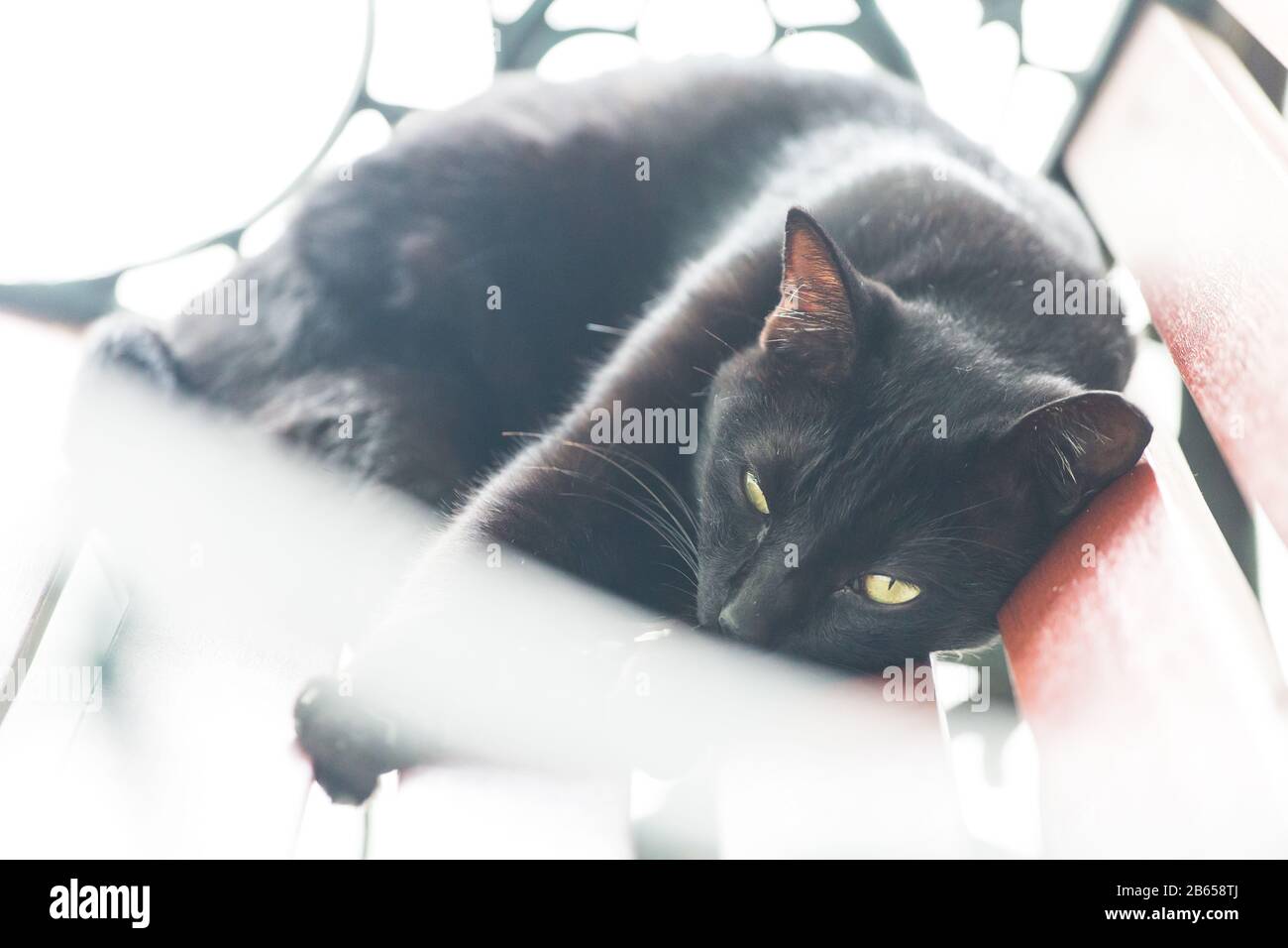 Gatto nero che prova a dormire sul banco Foto Stock