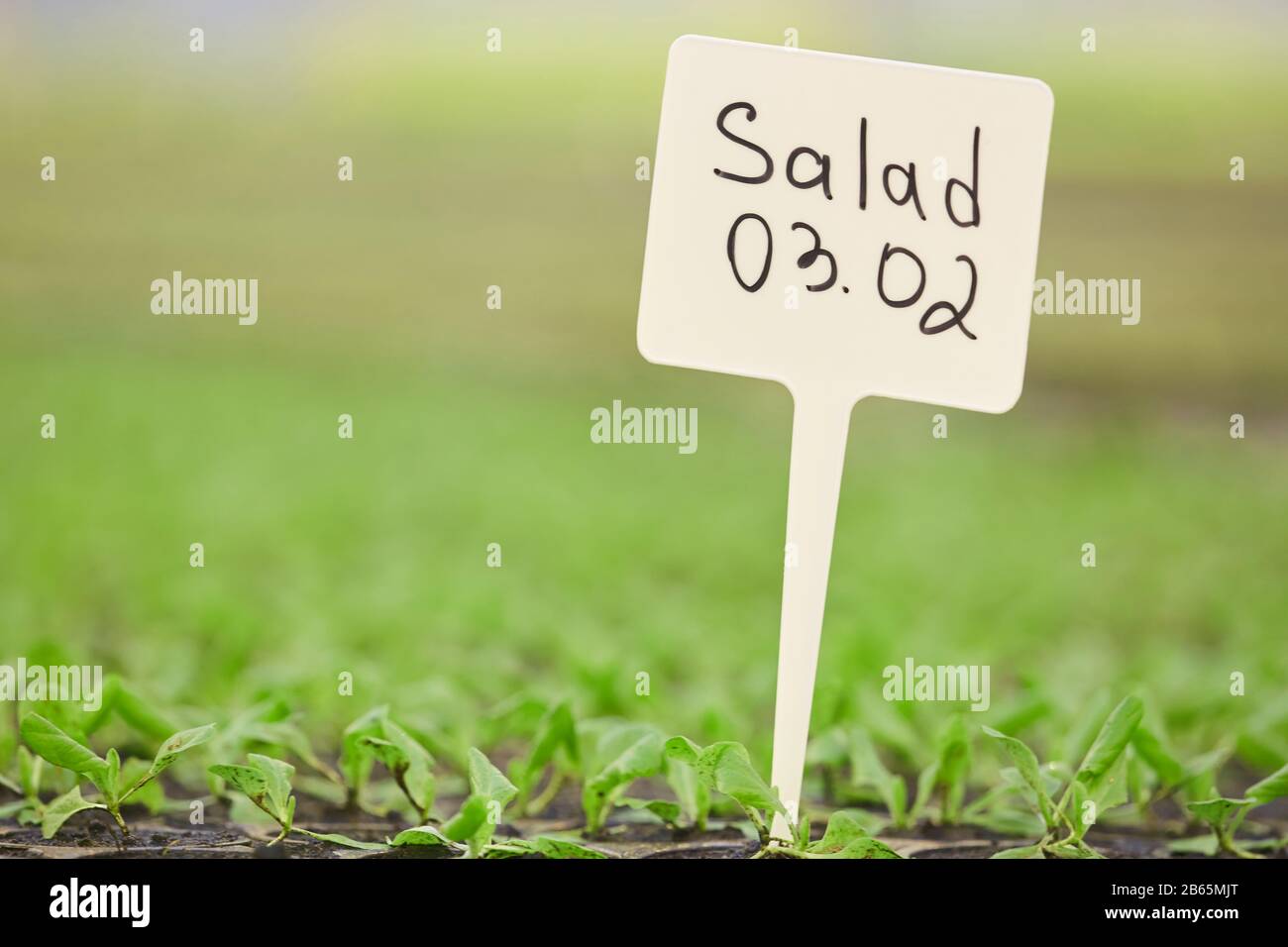 Sfondo primo piano di piccoli germogli con insalata segno in orto o piantagione, copia spazio Foto Stock
