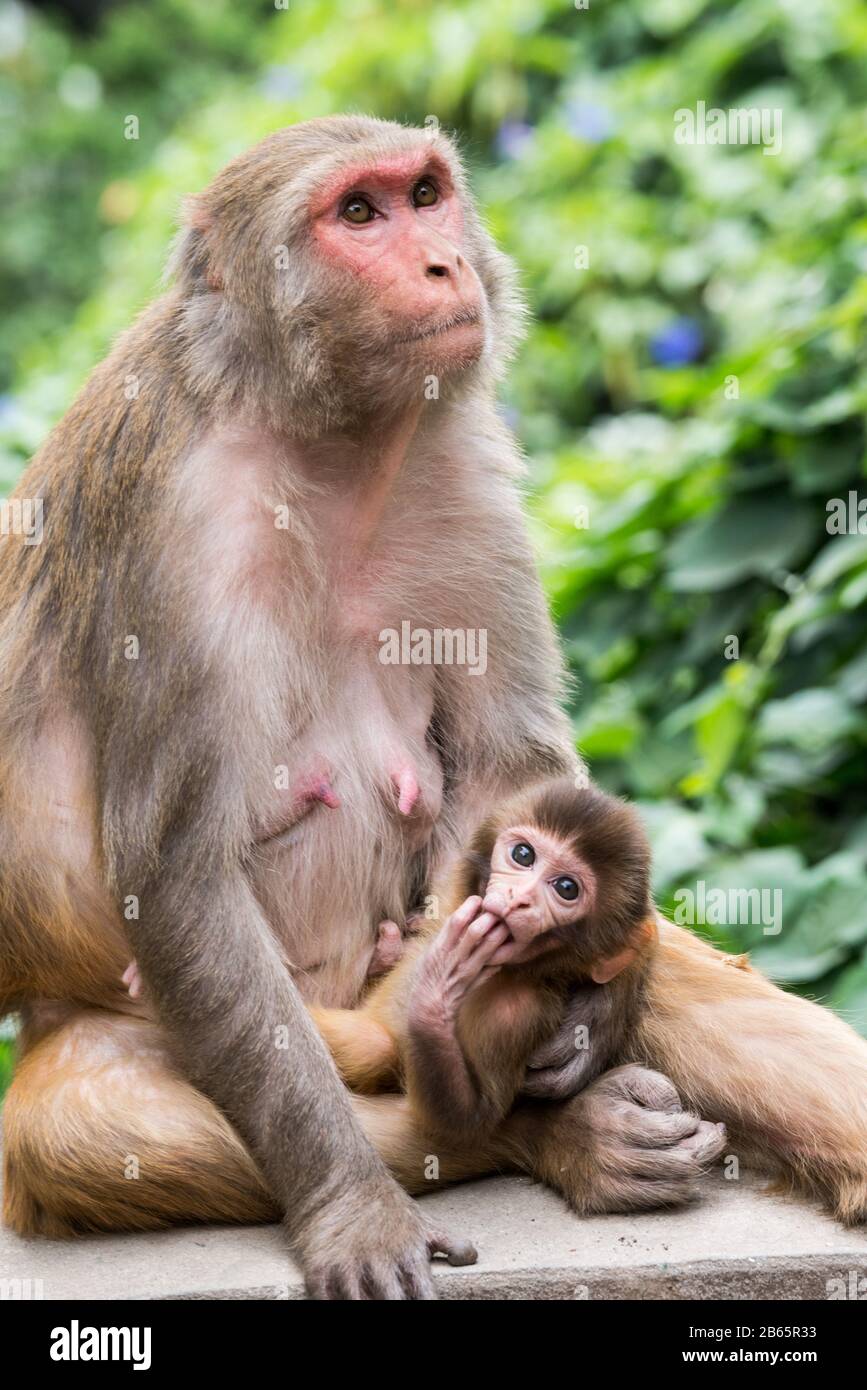 Scimmie sul sito del tempio di Swayambhunath nella valle di Kathmandu, Nepal Foto Stock