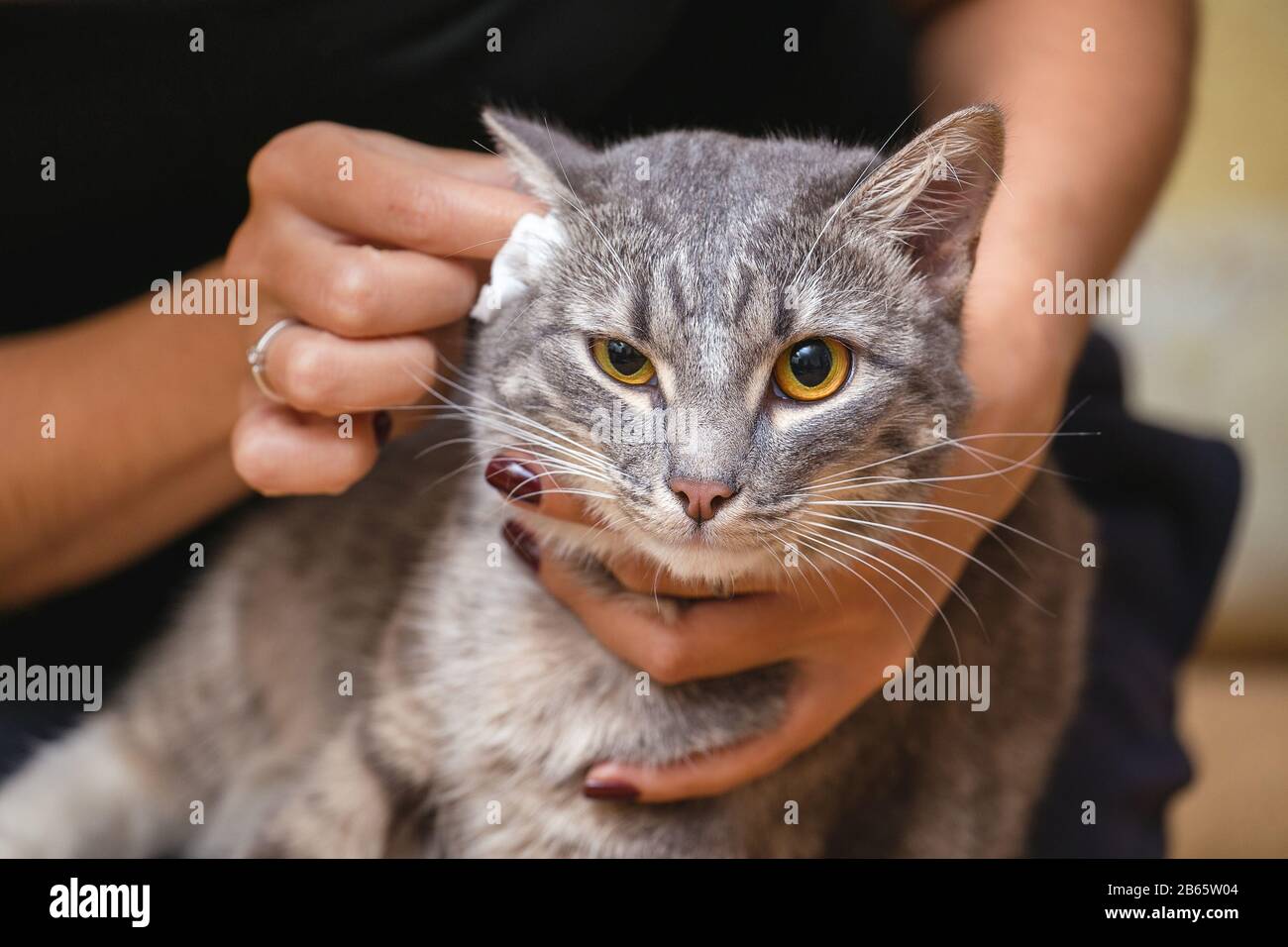 Donna che pulisce le orecchie del gatto a casa con lana Foto Stock