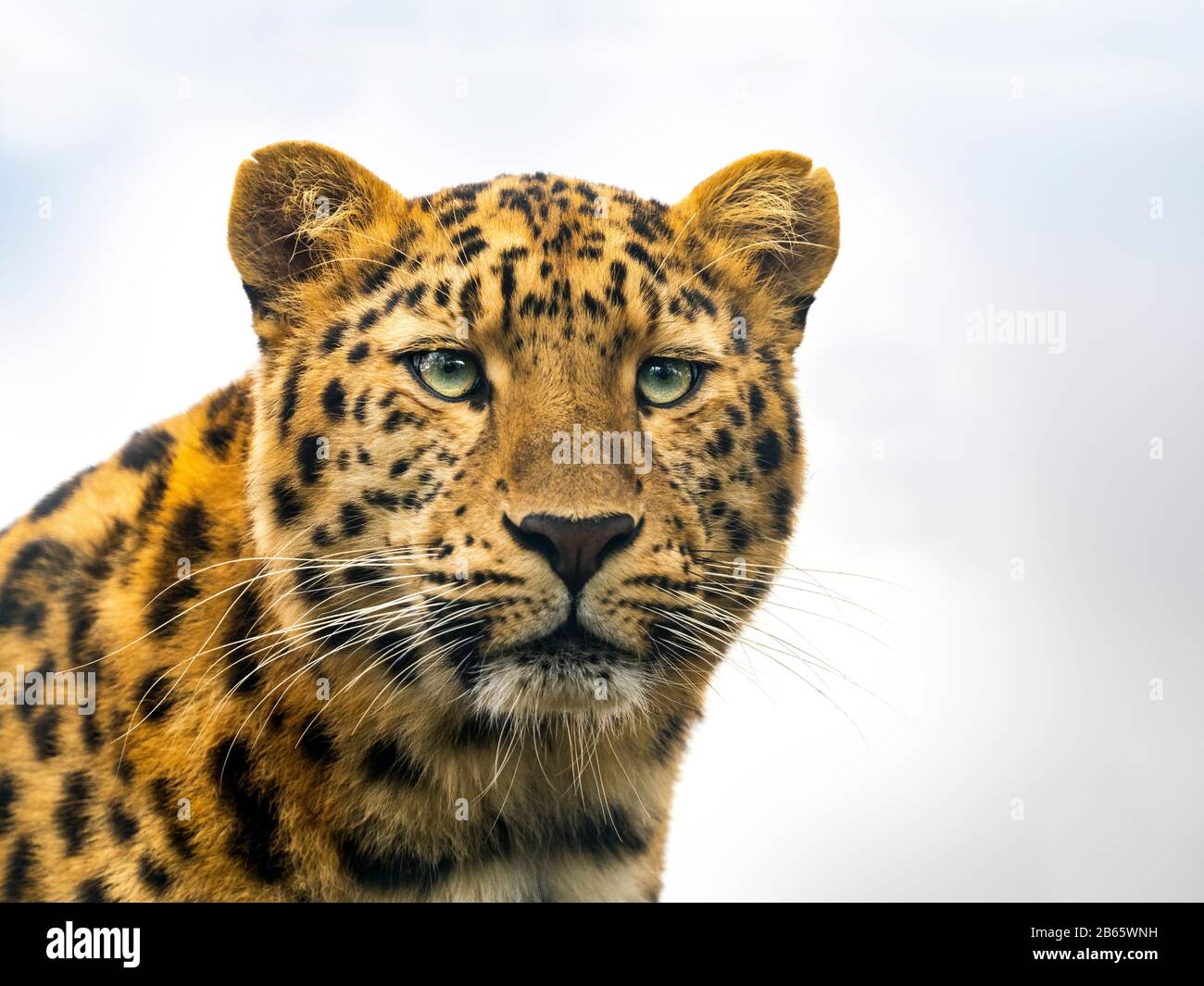 Amur leopard Panthera pardus orientalis captive Foto Stock