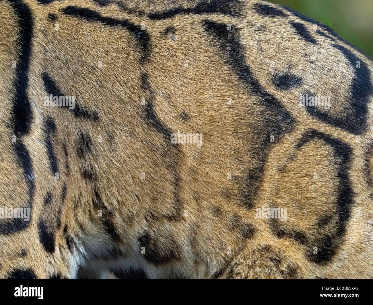 leopardo nuvoloso Neofelis nebulosa che mostra il colore del cappotto e motivi ritratto Captive Foto Stock