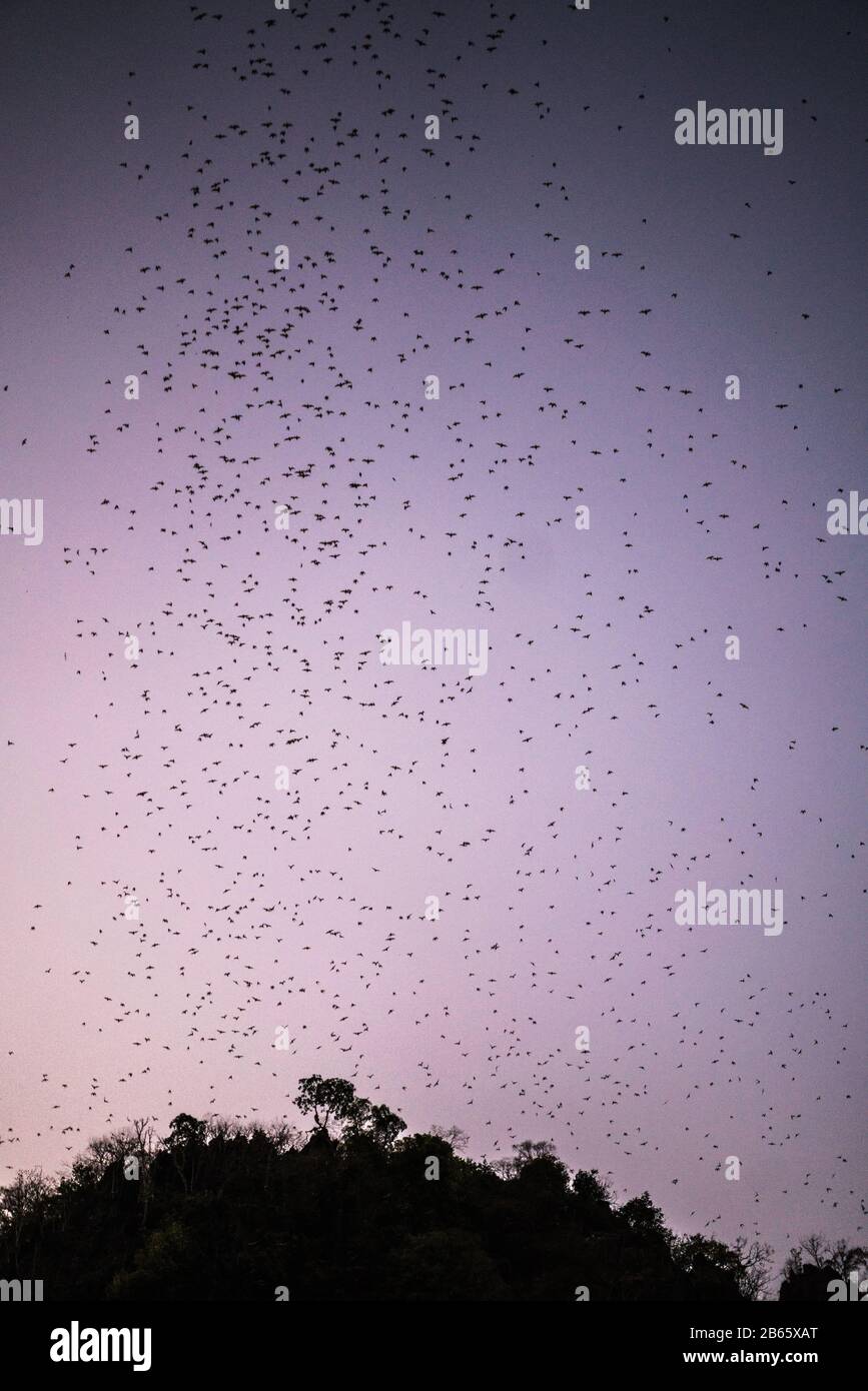 Pipistrelli che volano sul fiume Amouth, Myanmar, Asia. Foto Stock