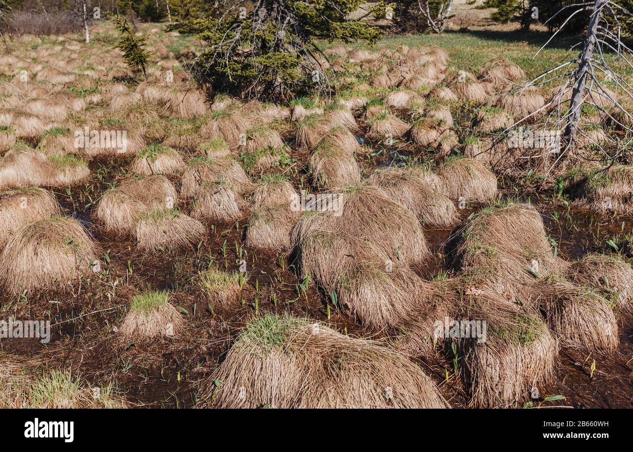 Innalzato impassabile paludi e paludi nelle montagne degli Urali con i tumuli chiamati Witches teste Foto Stock