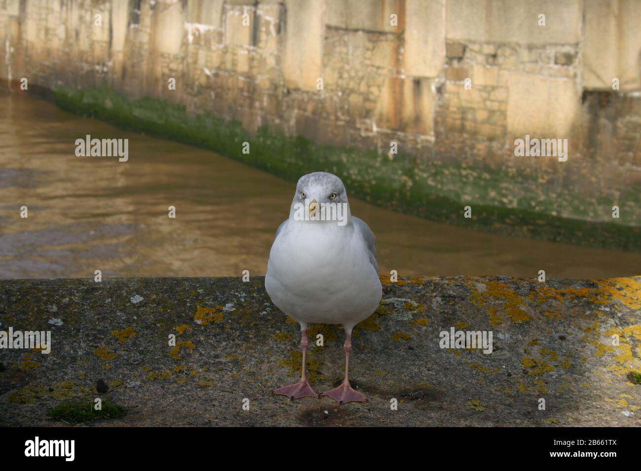 Gabbiano Foto Stock