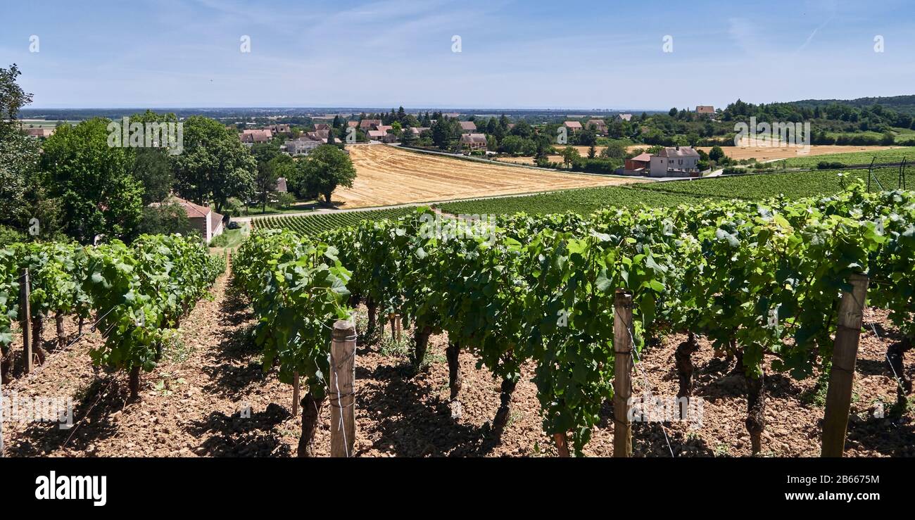 Europa, Francia, Bourgogne-Franche-Comté, dipartimento, villaggio di Rully in Vallée des Vaux (Valle dei Vaux) è stato concesso il suo AOC nel 1939 e ora produce vini rossi (Pinot Nero) e vini bianchi (Chardonnay) Foto Stock