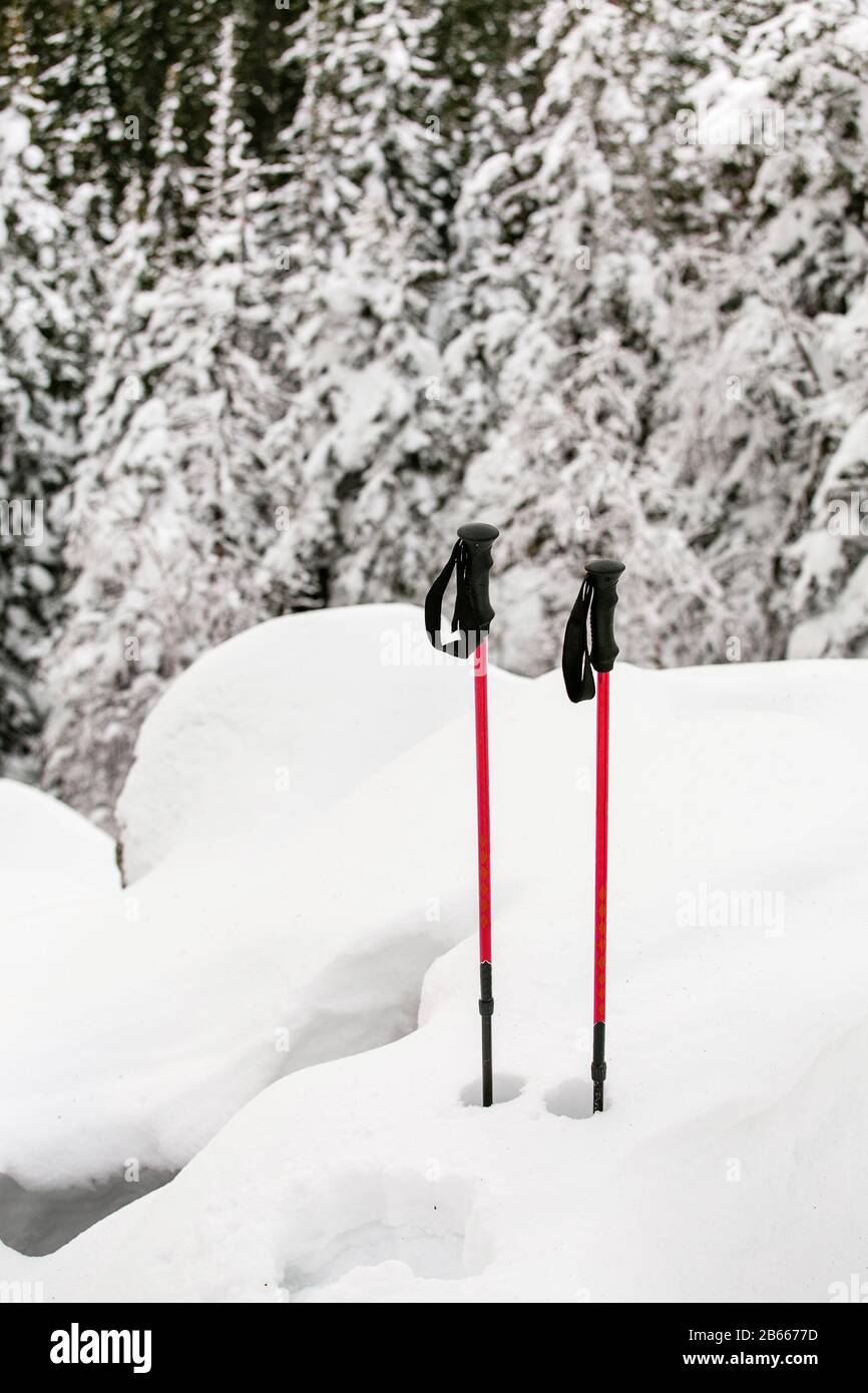 bastoncini da trekking in inverno in una foresta innevata e montagne Foto Stock