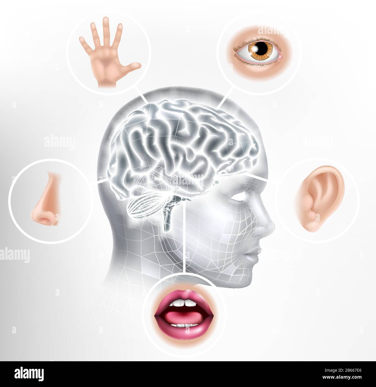 Cinque Sensi Concetto Di Intelligenza Artificiale Del Cervello Umano Illustrazione Vettoriale