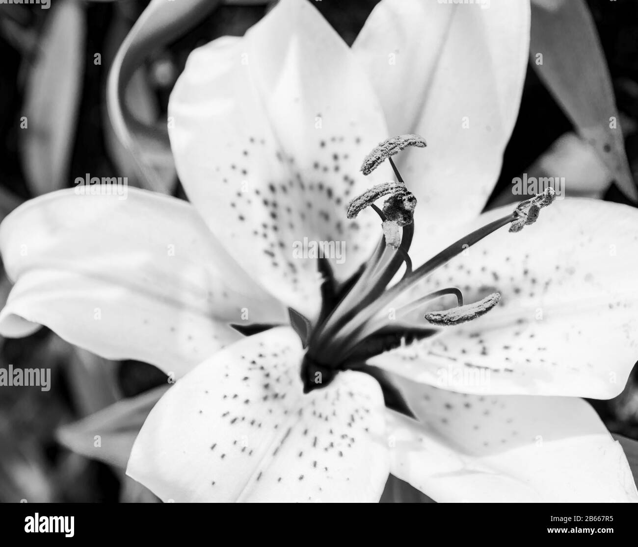 Lilium (i cui membri sono veri gigli) è un genere di piante erbacee da fiore che crescono da bulbi, in bianco e nero, come macrofotografia Foto Stock