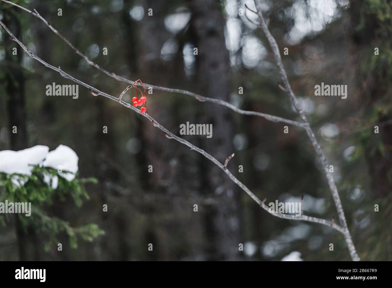 Ramificazione con alcuni frutti di bosco di rowan in inverno. Il concetto di cibo per gli uccelli Foto Stock