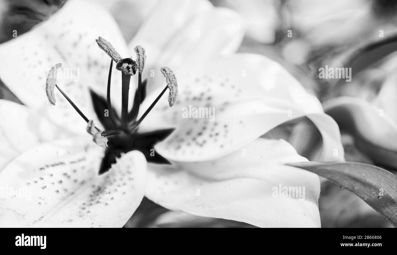 Lilium (i cui membri sono veri gigli) è un genere di piante erbacee da fiore che crescono da bulbi, in bianco e nero, come macrofotografia Foto Stock