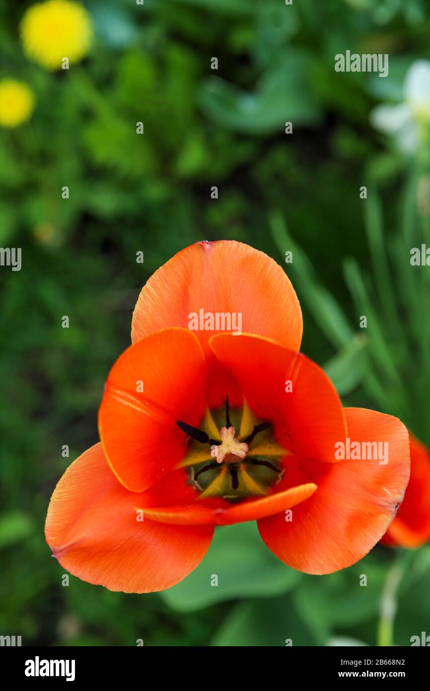 Un tulipano scarlatto aperto tra erba verde. Arancio rosso fiore sfondo. Sfondo floreale estivo Foto Stock