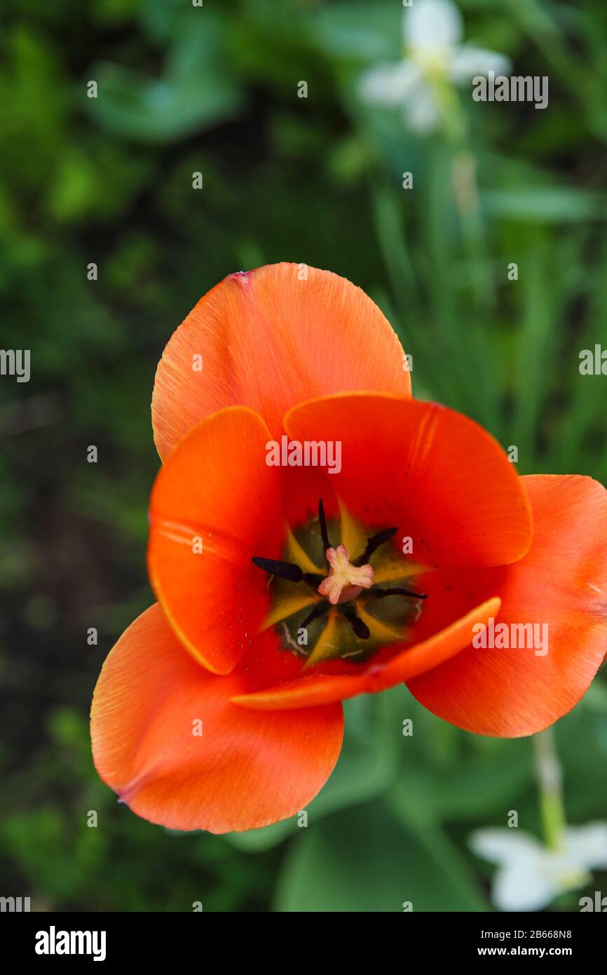 Un tulipano scarlatto aperto tra erba verde. Arancio rosso fiore sfondo. Sfondo floreale estivo Foto Stock