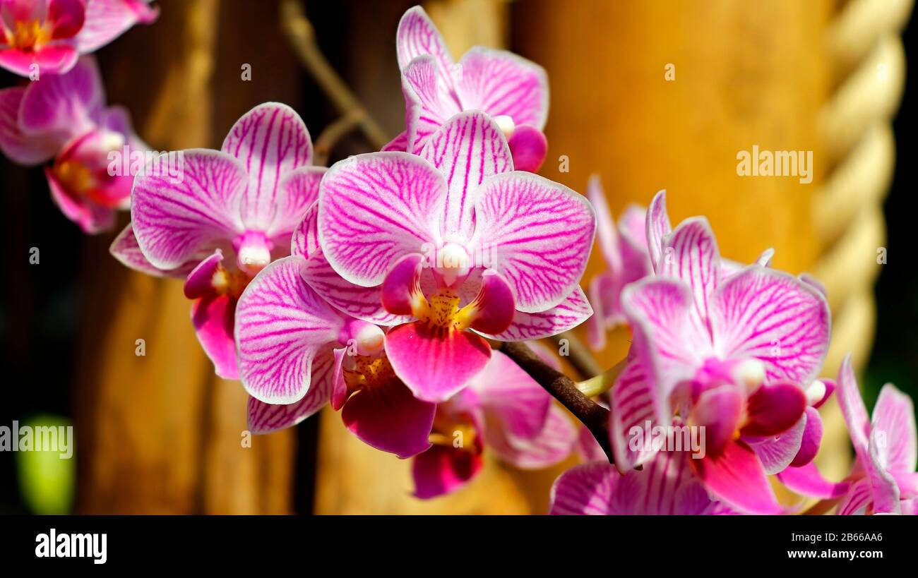 Orchidee in fiore all'interno delle cupole del progetto Eden, St Austell, Cornovaglia. Foto Stock