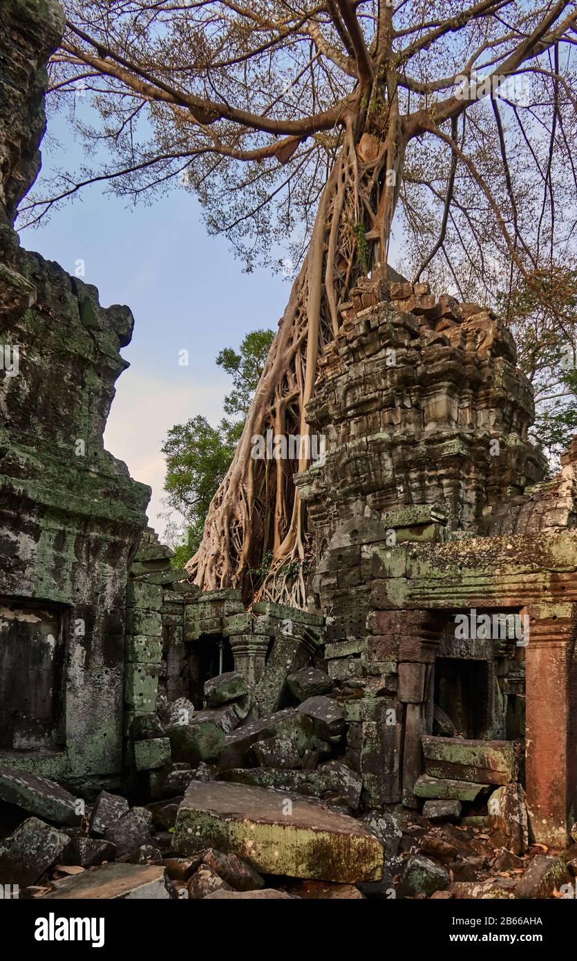 TA Prohm, ora ricoperta da torreggianti alberi provenienti dalla foresta circostante, era un antico tempio buddista e luogo di pellegrinaggio, ancora considerato come tale dai monaci buddisti oggi, anche tra tutti i turisti, Angkor Wat. Foto Stock