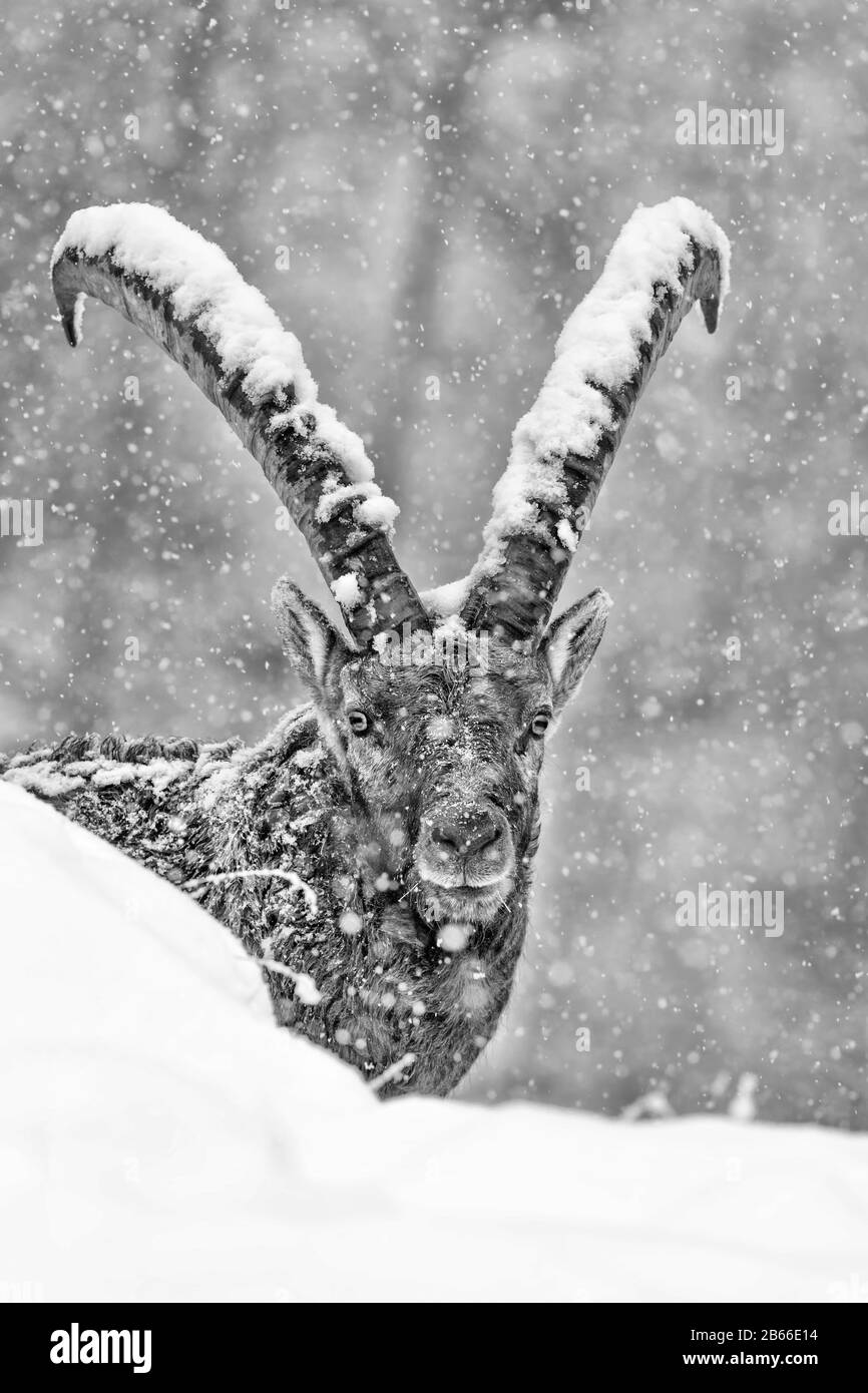 Ritratto di Ibex sotto fiocchi di neve (Capra ibex) Foto Stock