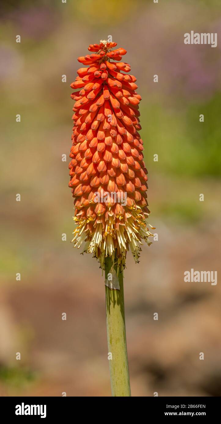 Red Hot Poker, Torch Lily o Tritoma (kniphofia uvaria) macro fiore Foto Stock