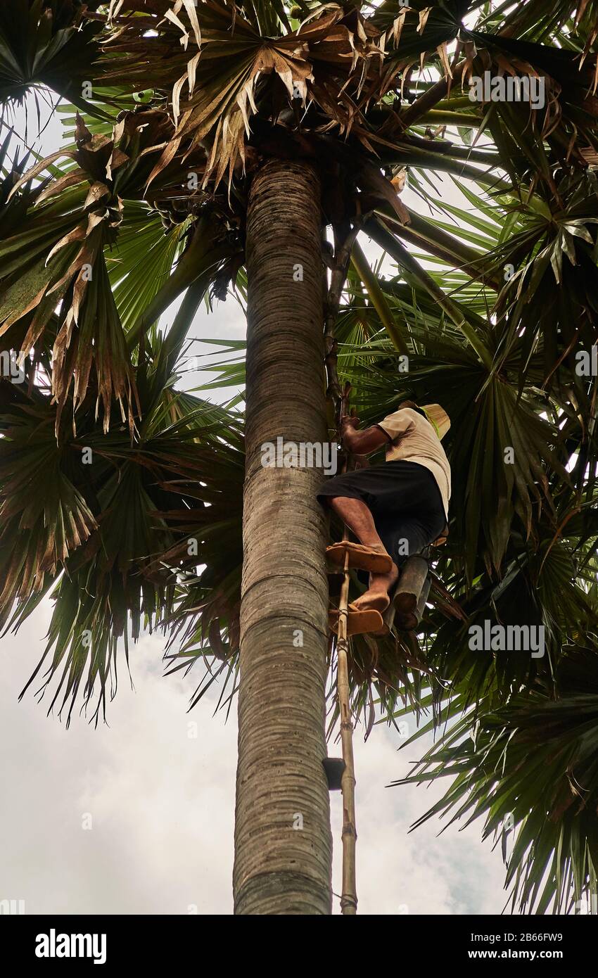 Cambogia, Siam Reap tradizionale Anmong Risei villaggio di vasaio, UN uomo si arrampica su una palma per raccogliere il succo dell'albero al fine di produrre zucchero e alcol Foto Stock