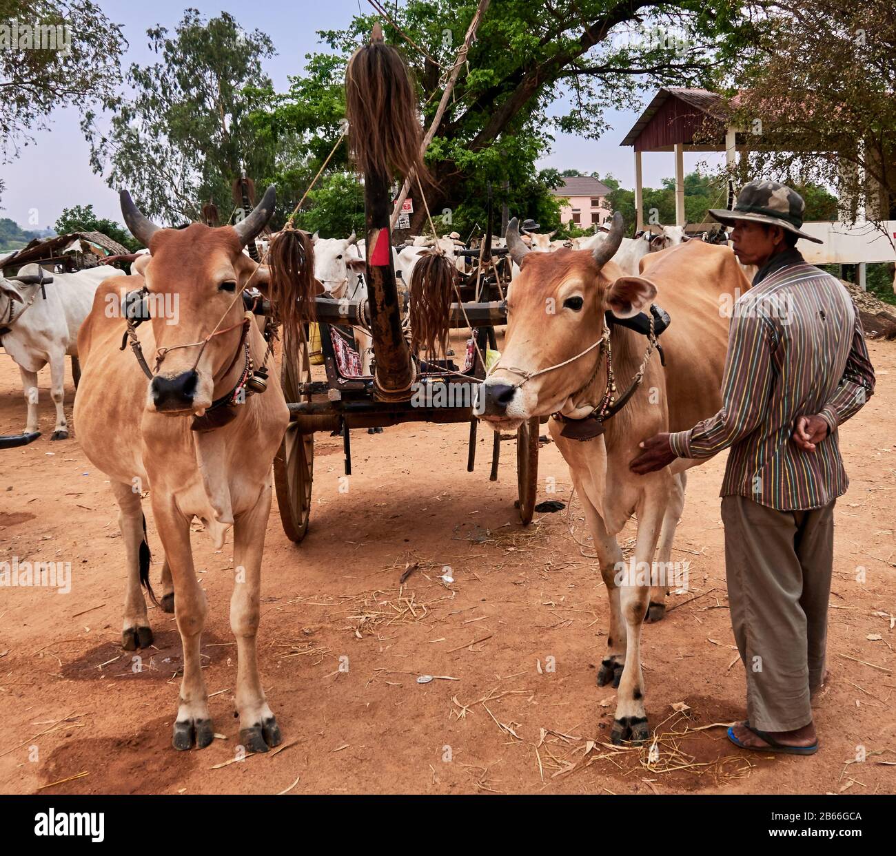 Cambogia, Provincia Di Siem Reap. Villaggio agricolo tradizionale KAMPONG TRALACH, villaggio rurale, carri e mucche bue. Foto Stock