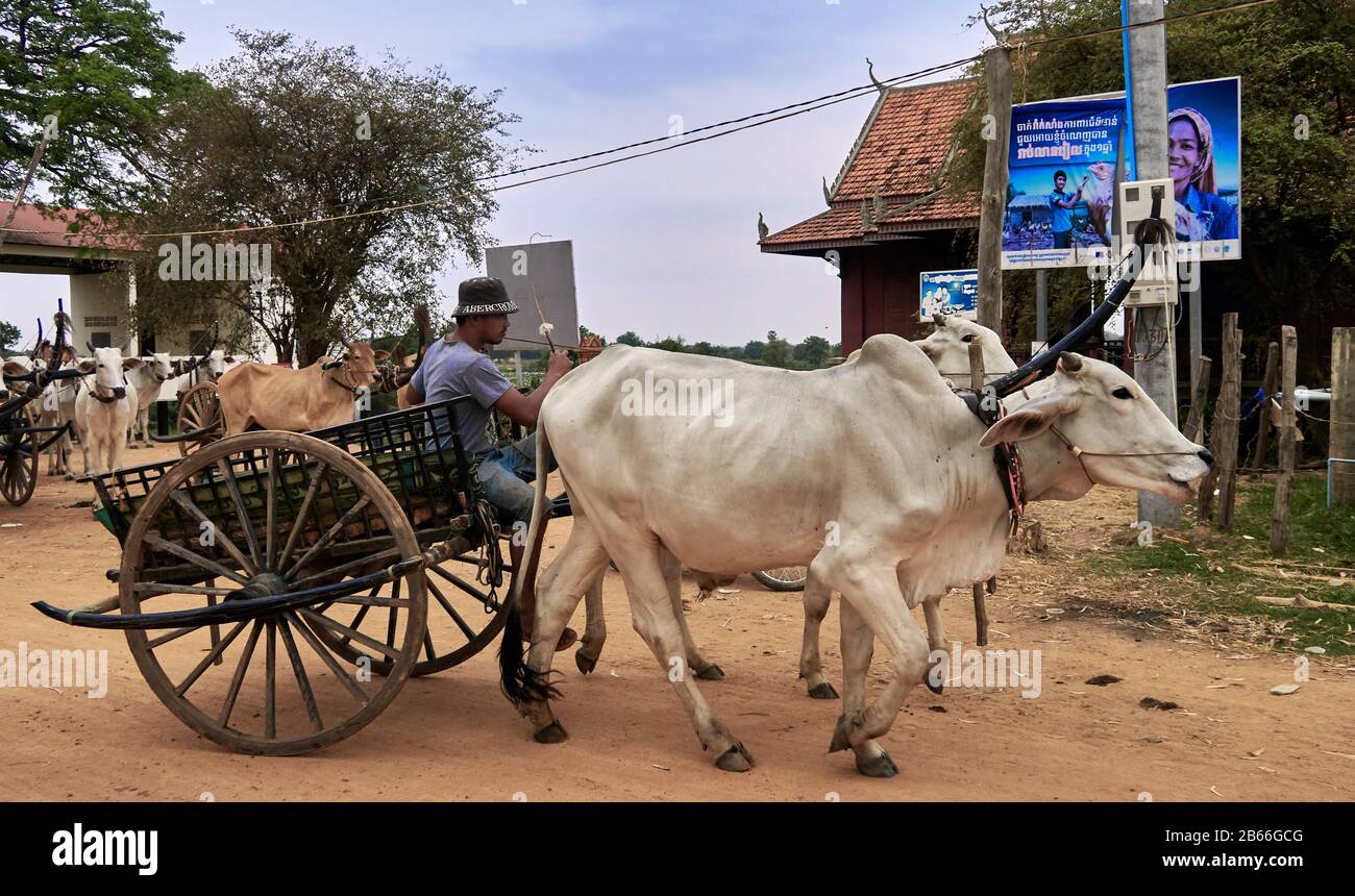 Cambogia, Provincia Di Siem Reap. Villaggio agricolo tradizionale KAMPONG TRALACH, carrelli rurale Village.ox Foto Stock