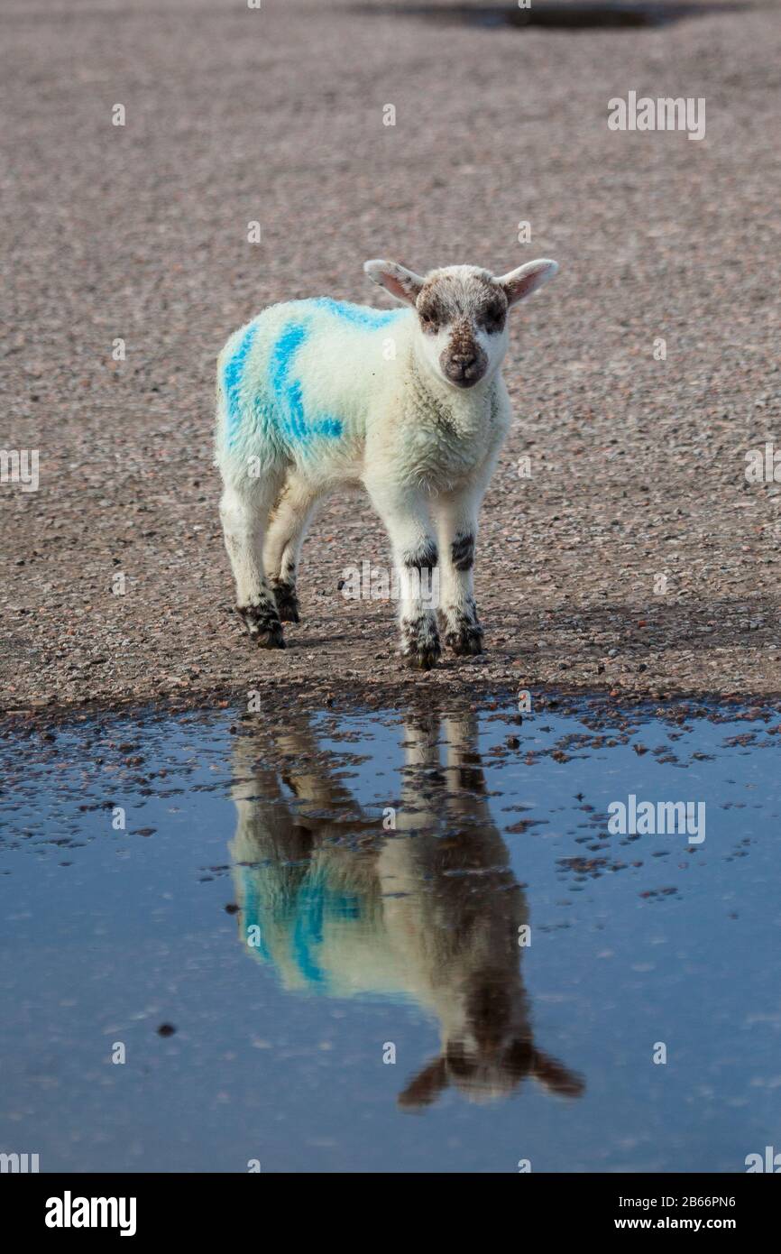 Un piccolo agnello riflesso in una piscina vicino a Culduie, Highlands, Scozia, Regno Unito Foto Stock
