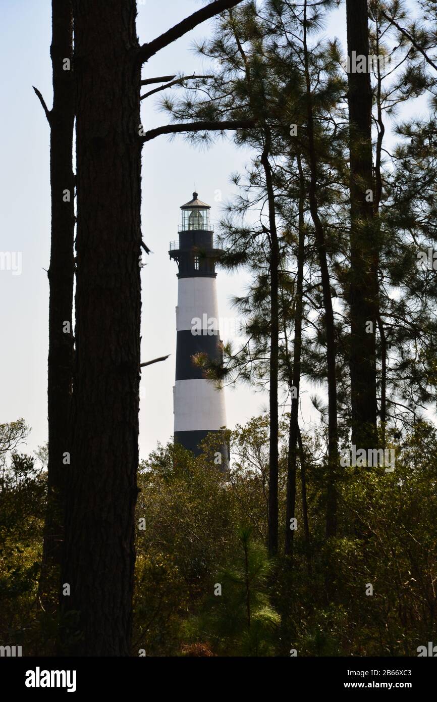 Guardando il faro di Bodie Island attraverso uno stand di pini gialli sulle rive Esterne della Carolina del Nord. Foto Stock