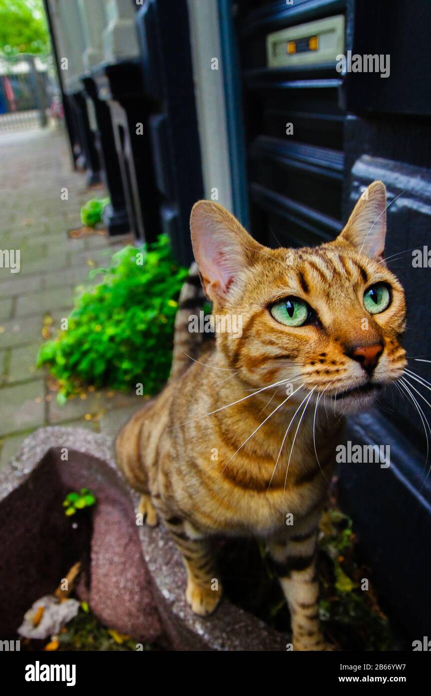 Scatto verticale di un gatto a righe arancioni con occhi verde-blu in una strada di Amsterdam Foto Stock