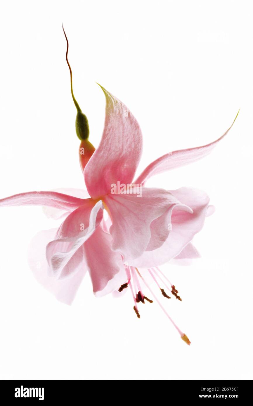 testa fiore fucsia rosa su sfondo bianco Foto Stock