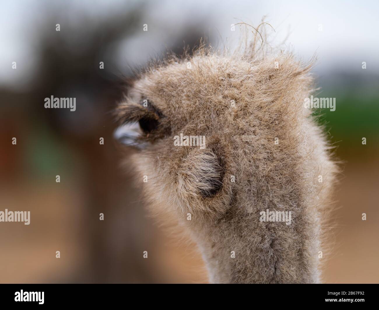 Un Ostrich Guarda Via Con La Sua Testa, Ma Il Suo Occhio Guarda Indietro Foto Stock