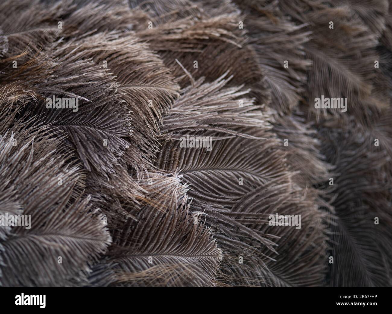 Una Trama Di Fondo Di Ostrich Feathers Receding Da Focus Foto Stock