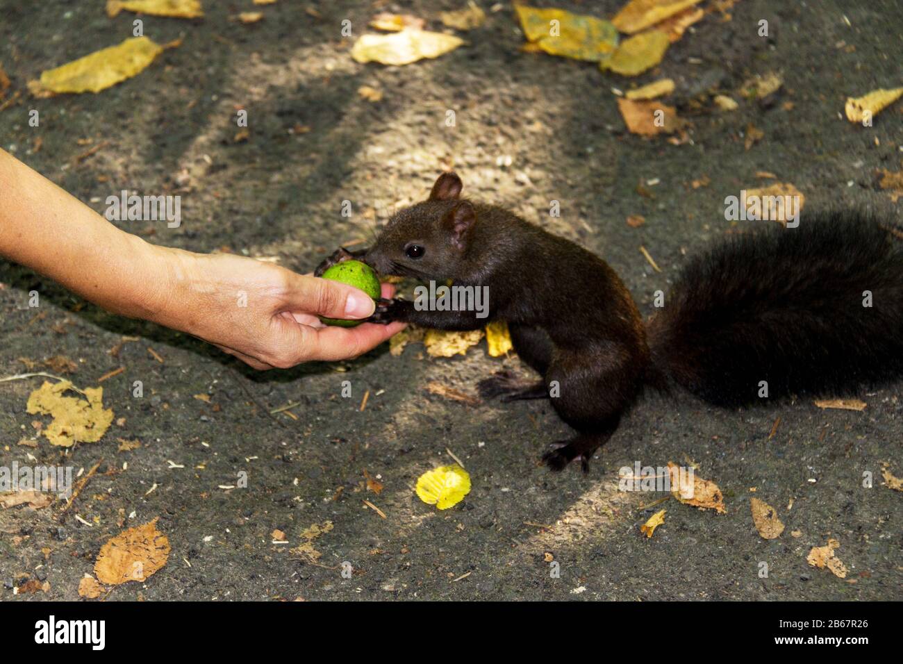 La mano femminile sta alimentando uno scoiattolo con un dado a terra nel parco. Foto Stock