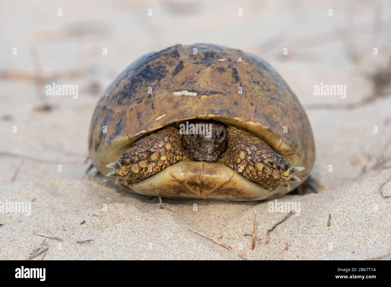 Stato di conservazione della tartaruga greca protetto, in piedi su una spiaggia in Grecia Foto Stock