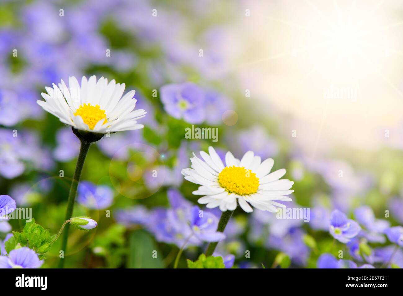 Blumenwiese mit Frühlingsblumen und Sonnenstrahlen Foto Stock