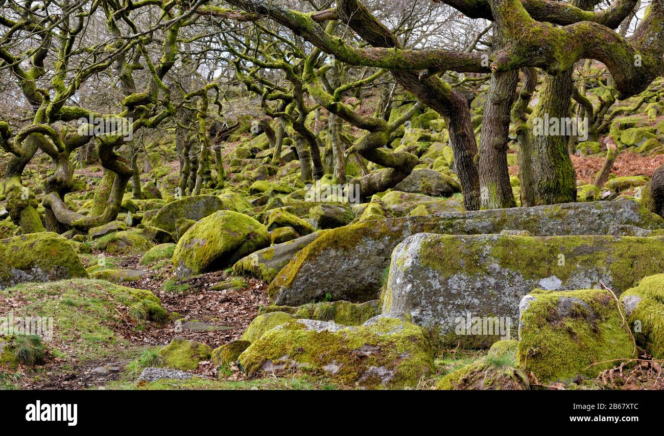 Alberi ritorti e rocce gritstone, Padley Gorge, Peak District National Park, Derbyshire, Inghilterra, Regno Unito Foto Stock