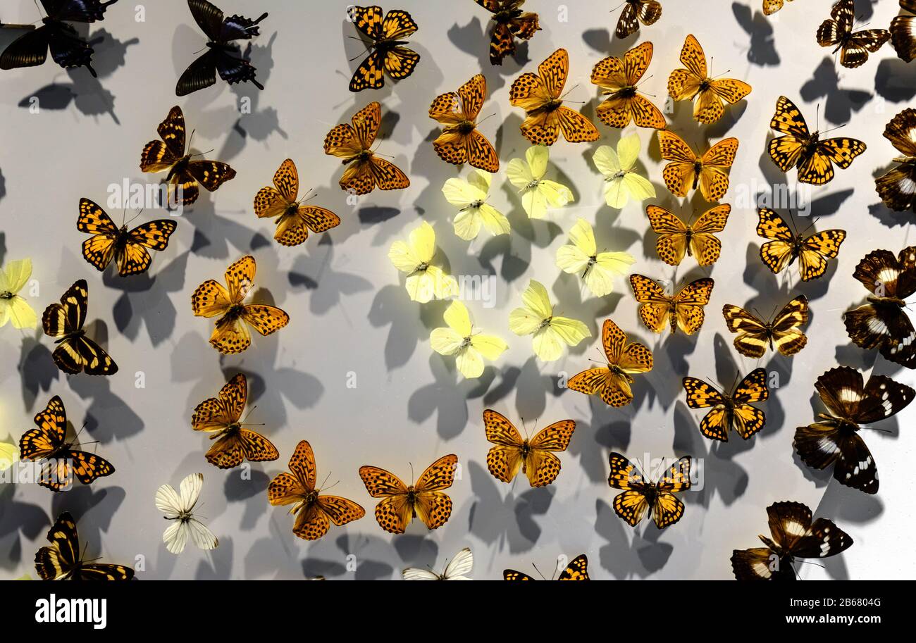 farfalla di colore giallo fissata a una parete come un arredamento della parete della stanza Foto Stock