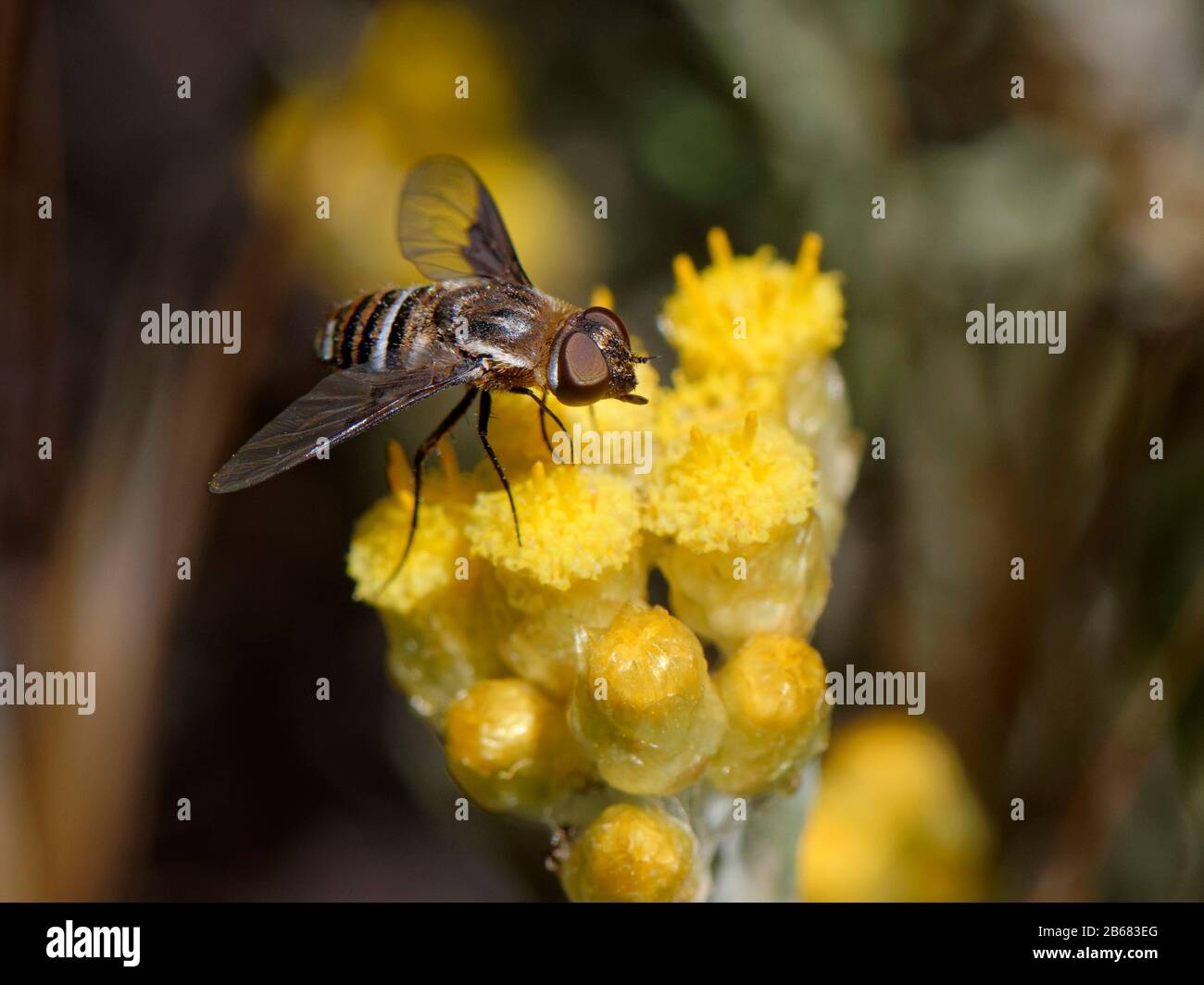 Ape volare (Exhyalanthrax afer) nettaring su eterno / fiore Eterno (Helichrysum stoechas) clump fioritura su dune di sabbia dietro una spiaggia, Mondrago N Foto Stock