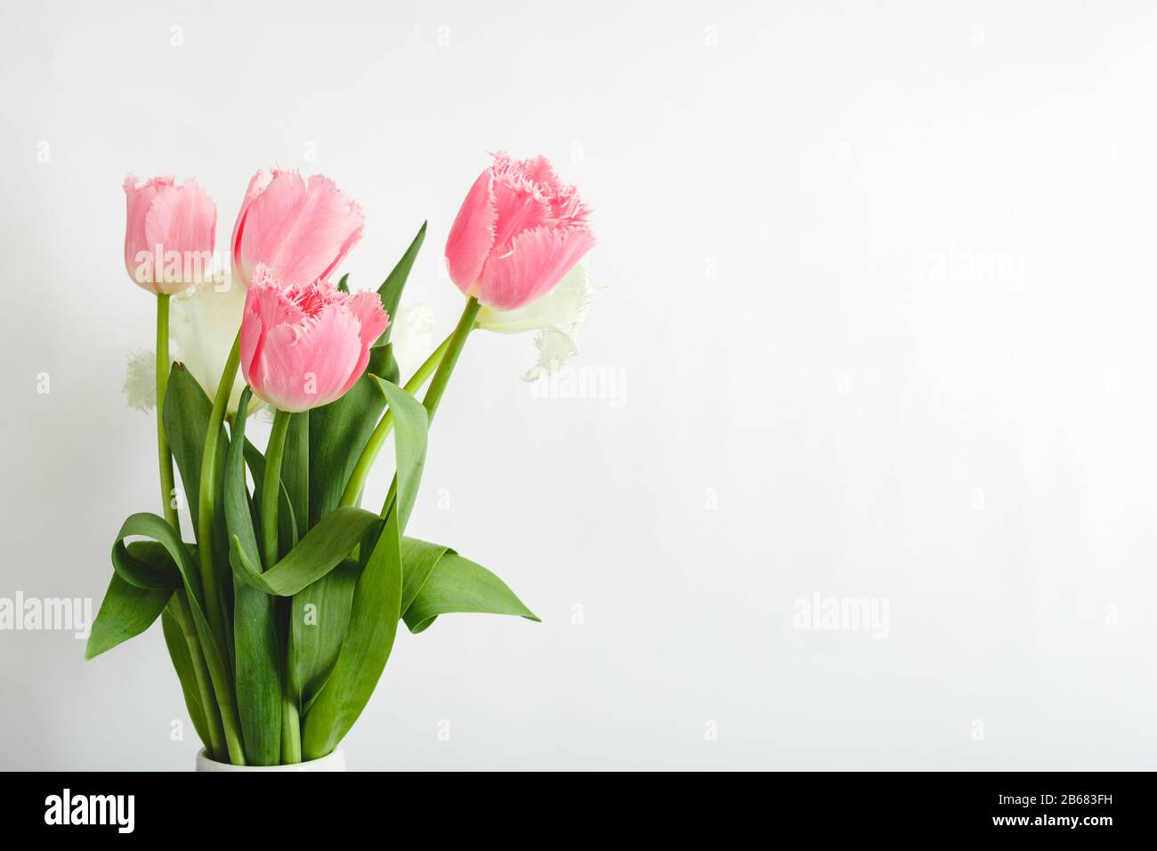 Tulipani rosa bouquet su sfondo bianco con spazio copia. Bouquet Di Bellissimi fiori di tulipani di primavera rosa e bianco per il giorno delle madri, San Valentino Foto Stock