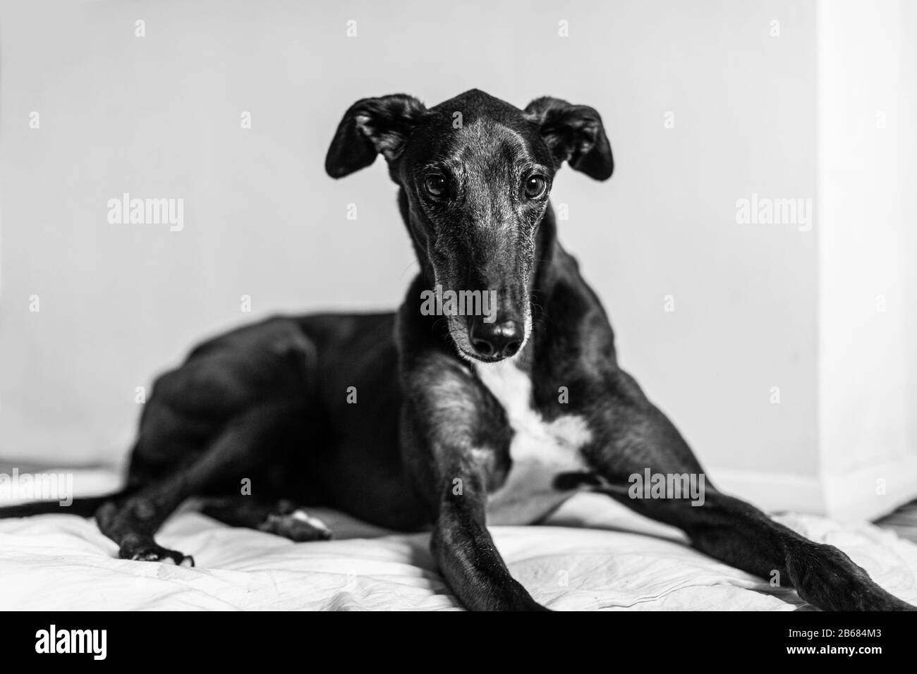 cane levriero nero sdraiato Foto stock - Alamy
